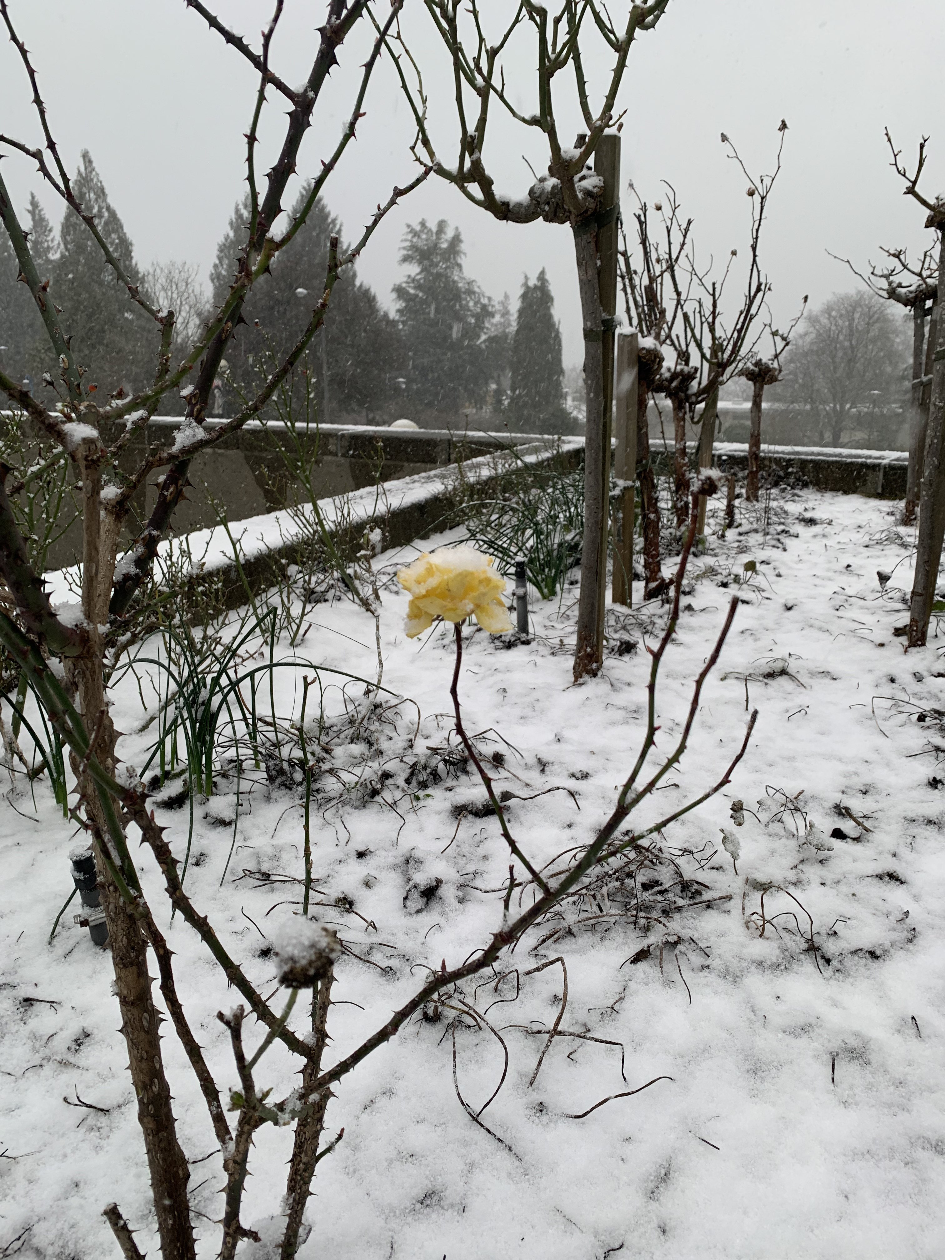 yellow rose in the snow