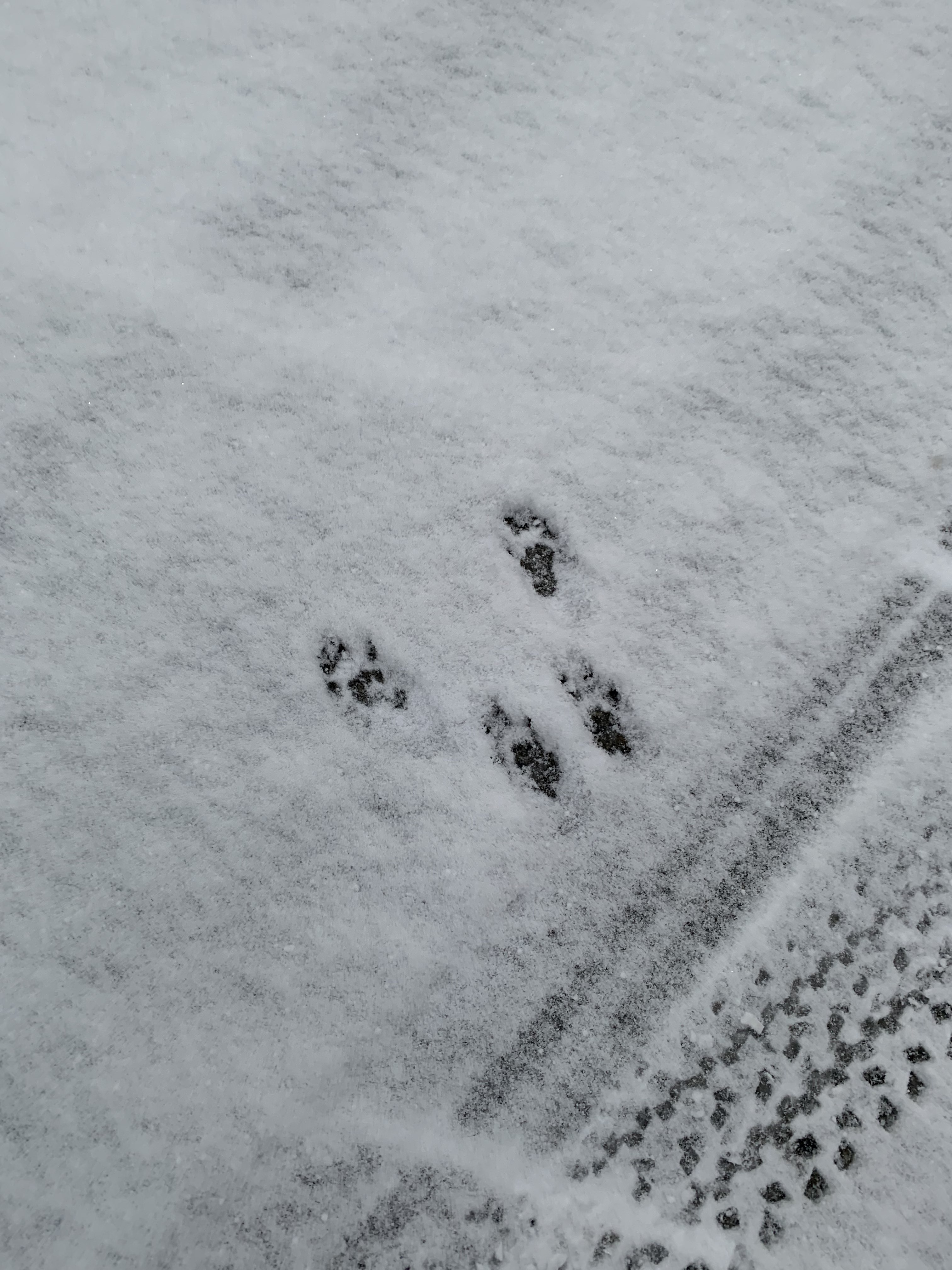 Tiny squirrel pawprints in the snow